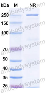 Валидация SDS-PAGE - AntibodySystem DHJ70121