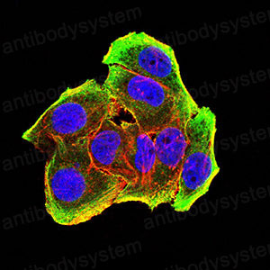Валидация IF - AntibodySystem RHJ68602