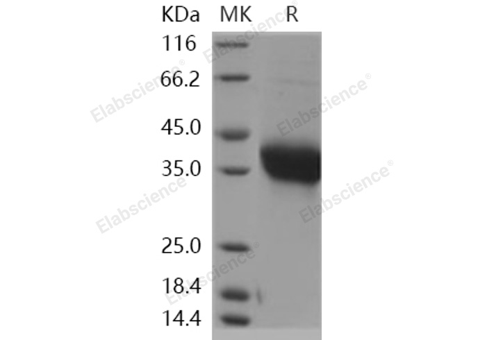 Валидация Elabscience PKSH031046(1846)