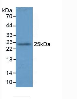 3899