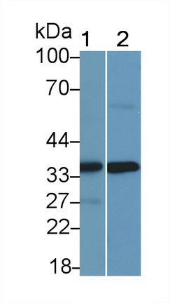 20197