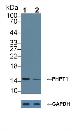 12225