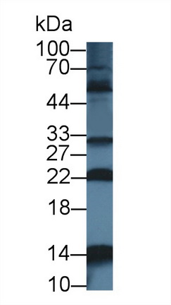 12711