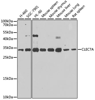 Валидация Elabscience E-AB-63167