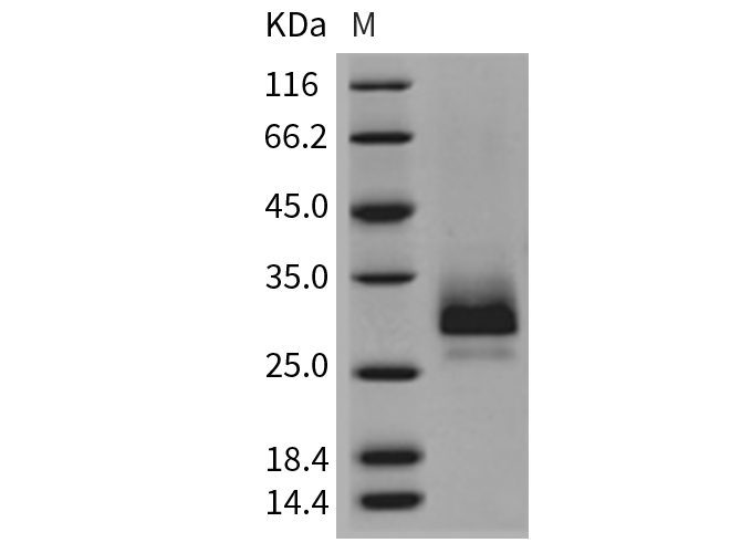 Валидация Elabscience PKSM040392(4392)