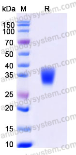 EHD71902, SDS-PAGE