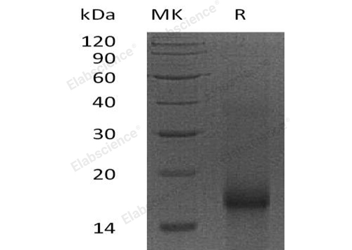 Валидация Elabscience PKSH032109(2651)