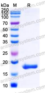 YHF38902, SDS-PAGE