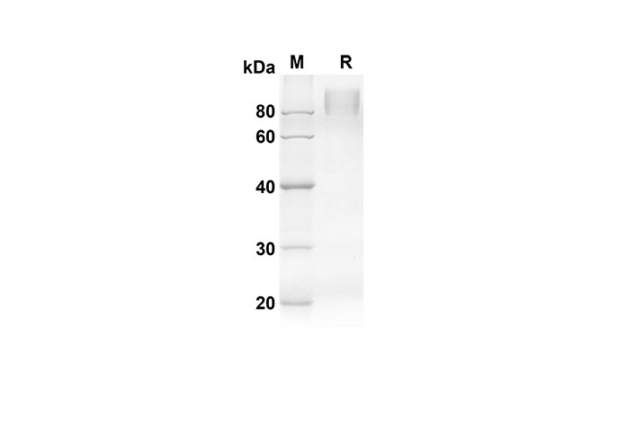 Валидация Elabscience PDMM100108(1078)