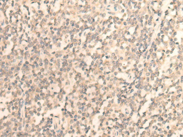 Валидация Elabscience E-AB-18643