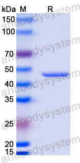 Валидация SDS-PAGE - AntibodySystem RVV13411