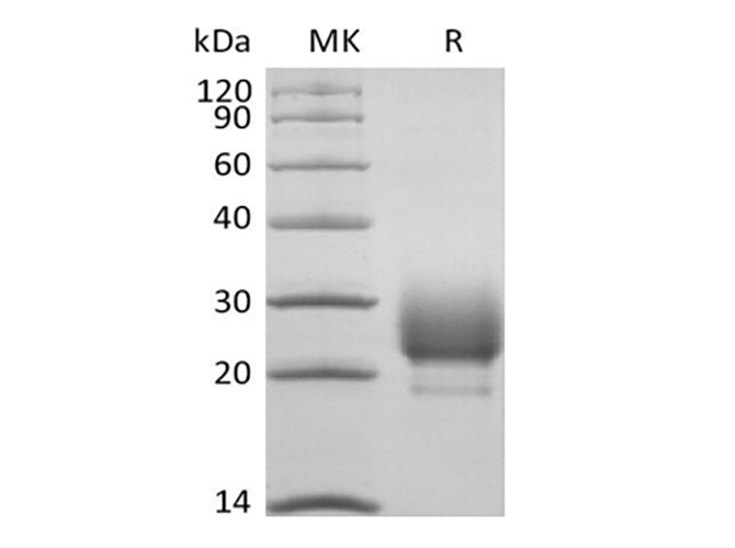 Валидация Elabscience PKSQ050113(5482)