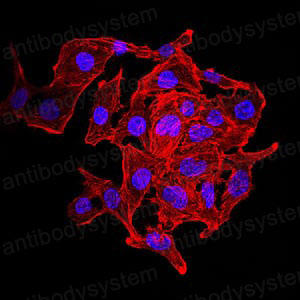 Валидация IF - AntibodySystem RHA88903 (85)