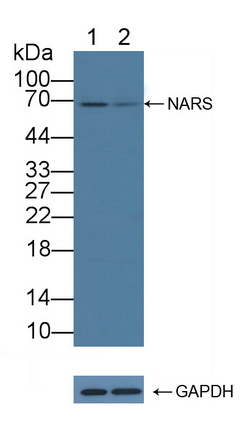 12254