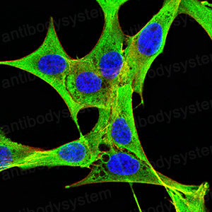 Валидация IF - AntibodySystem RHC06302