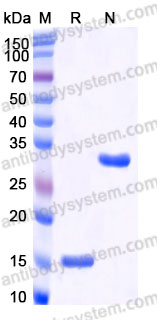 AMC33101, SDS-PAGE