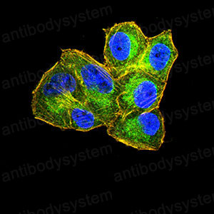 Валидация IF - AntibodySystem RHJ59502