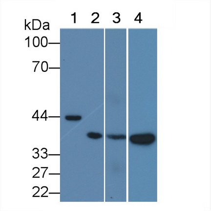 26961