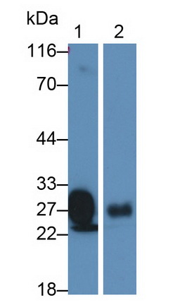 13816