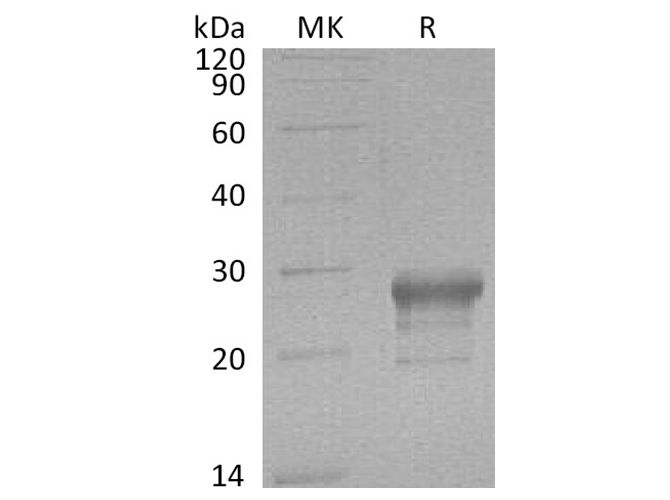 Валидация Elabscience PKSH030653(1533)