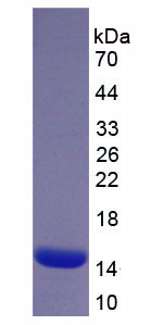 45485