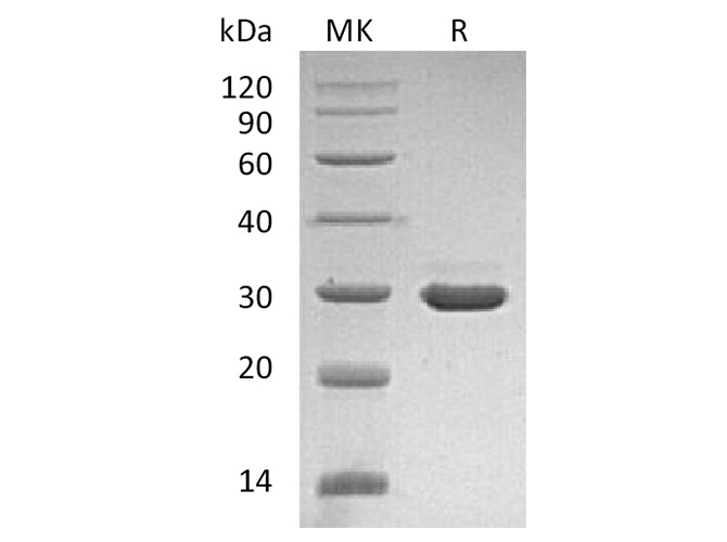 Валидация Elabscience PKSH033552(3851)