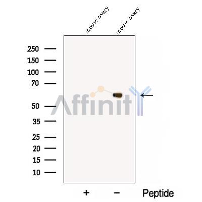 Валидация Affinity DF12889 - 7631