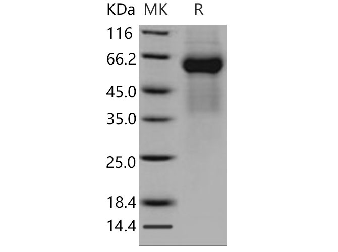 Валидация Elabscience PKSM040824(4788)