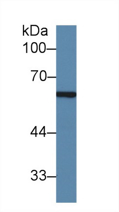 14534