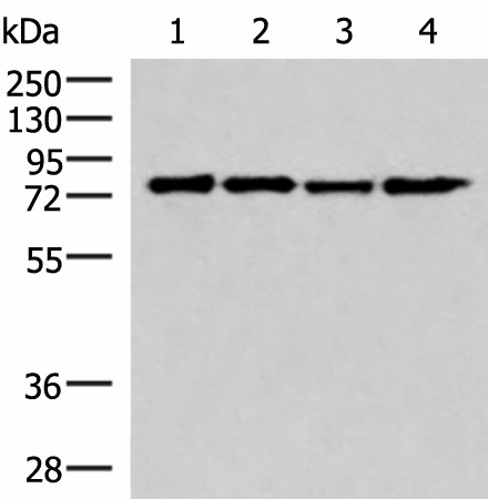 Валидация Elabscience E-AB-19042