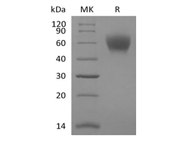 Валидация Elabscience PKSM041401(5277)