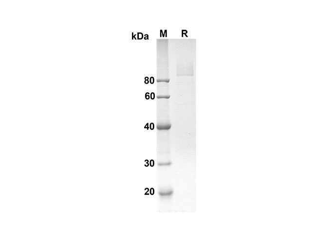 Валидация Elabscience PDMH100234(857)