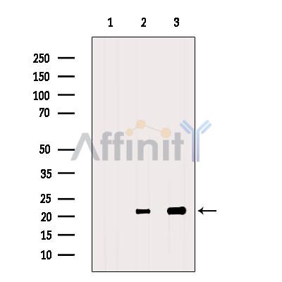 Валидация Affinity DF6273 - 17573
