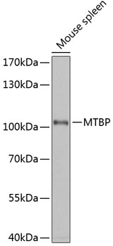 Валидация Elabscience E-AB-65898