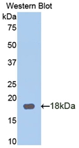 50095
