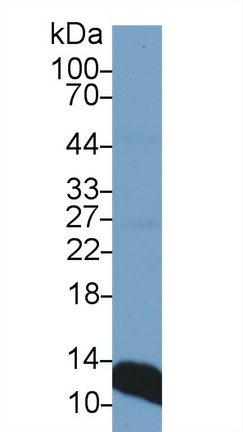 10241