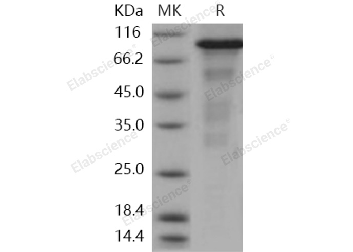 Валидация Elabscience PKSH030346(1285)