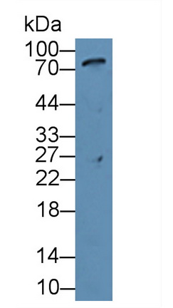 11906