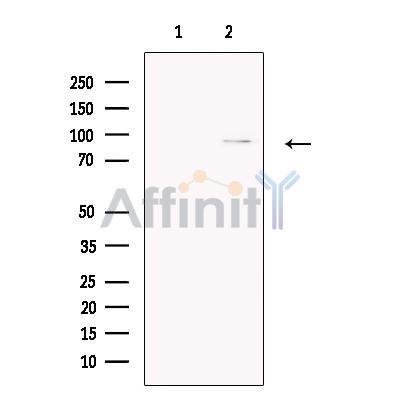 Валидация Affinity DF13495 - 8875