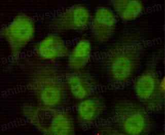 Валидация IF - AntibodySystem RHF68701