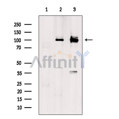 Валидация Affinity DF4517 - 16084