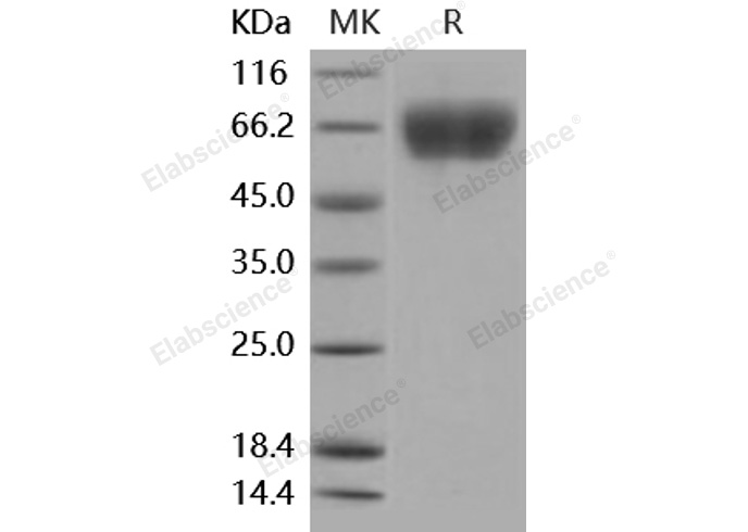 Валидация Elabscience PKSM040941(4882)