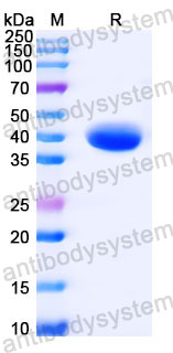 Валидация SDS-PAGE - AntibodySystem RVV25102