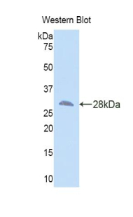 47990