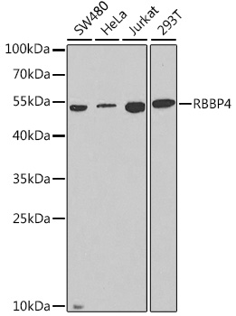 Валидация Elabscience E-AB-64870