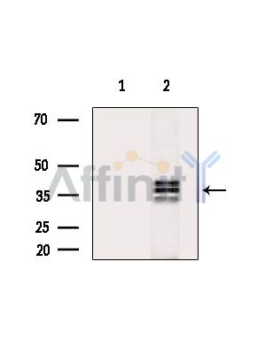 Валидация Affinity DF15049 - 11271