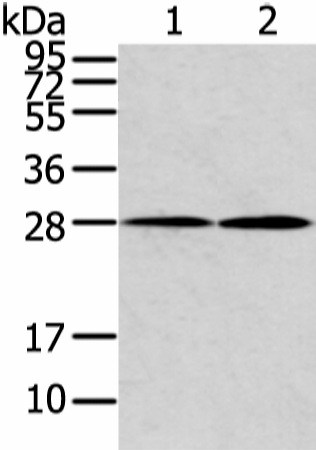 Валидация Elabscience E-AB-17405