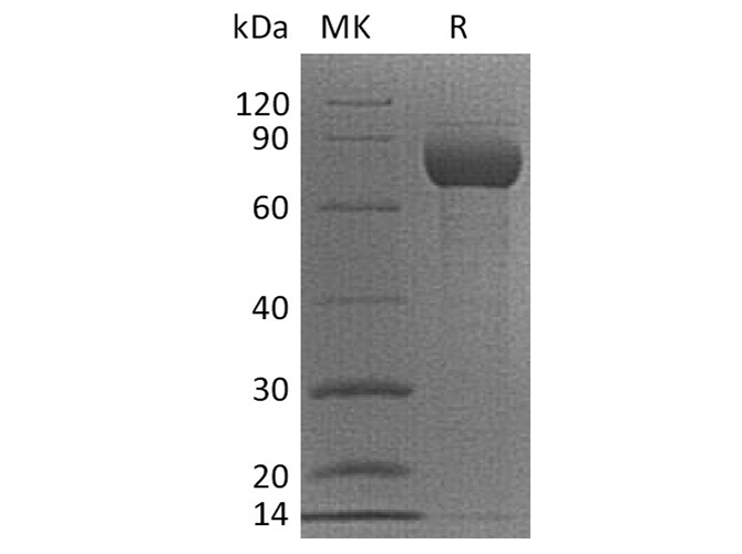 Валидация Elabscience PKSQ050040(5411)