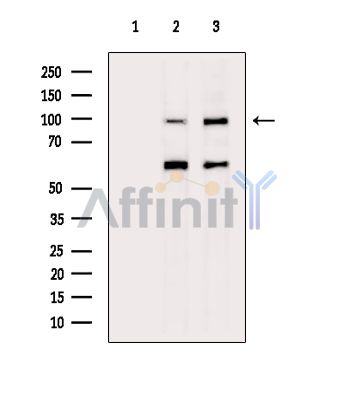 Валидация Affinity DF14792 - 10889