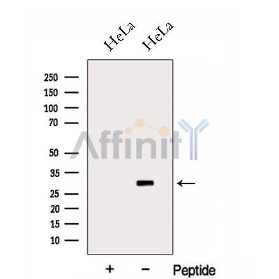 Валидация Affinity DF13069 - 7934